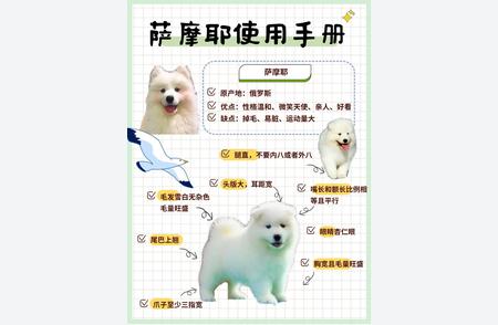 萨摩耶犬的全面指南