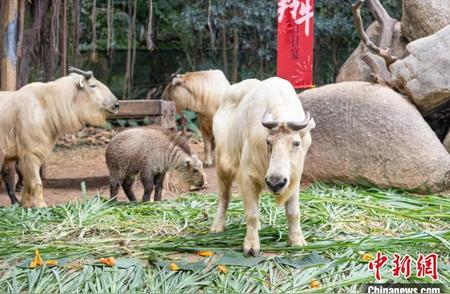 广州长隆展示一对新生金毛羚牛双胞胎