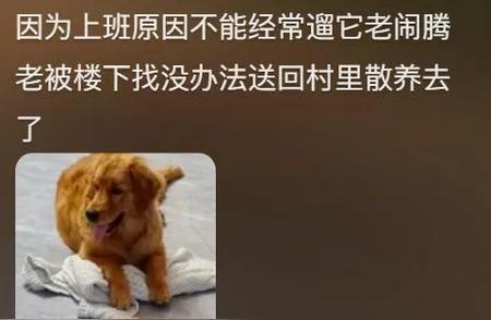 揭秘“金毛”高弃养率背后的原因，网友分享令人惊讶