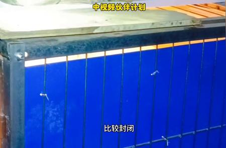 土猎犬虎斑繁育过程：关注中华田园犬的你不容错过