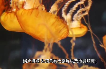 黄金蟒：世界上最罕见的生物，你见过吗？