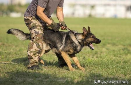 东德牧羊犬的顺从程度有多高？