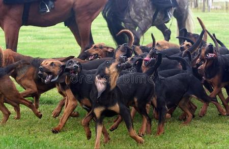 寻血猎犬：宠物狗系列之精选篇