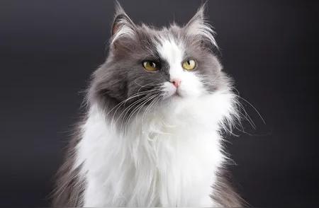 十大最美猫咪——你最爱哪一只？