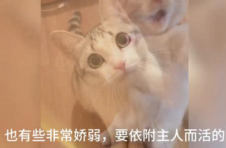 这六种猫咪一旦迷路，生存几率极低