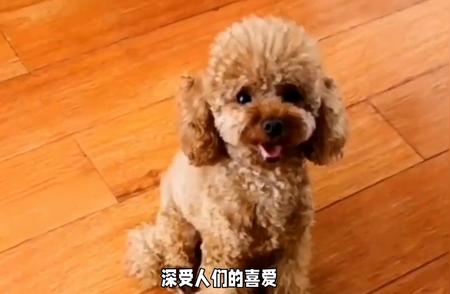 泰迪犬：狗狗科普知识全解析