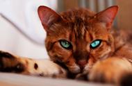 宠物之家：揭秘10种最迷人的猫咪