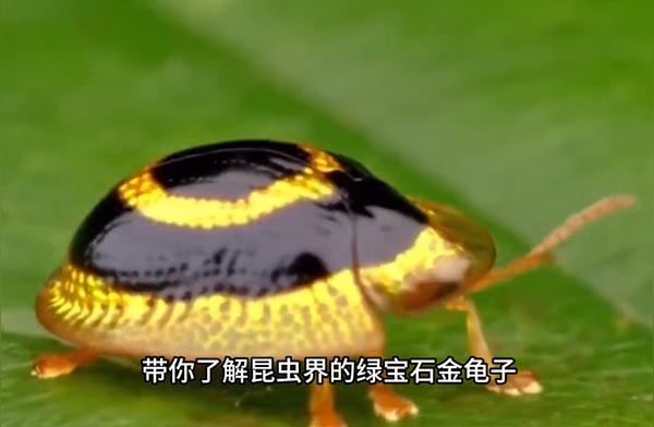 探索昆虫界的璀璨宝石：金龟子的魅力
