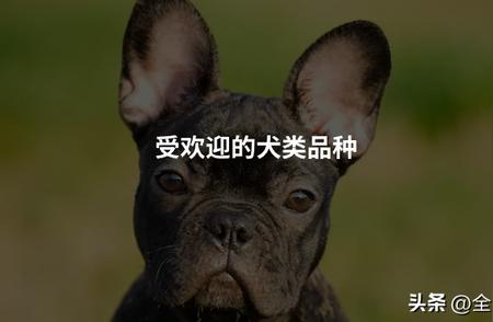 欧美社媒热议：最受欢迎的宠物犬品种一览！