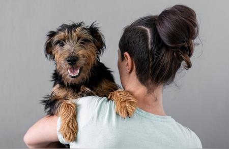 雪纳瑞犬的全面饲养指南