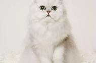 波斯猫：长毛猫中的尊贵象征，温文尔雅的“猫中王子”
