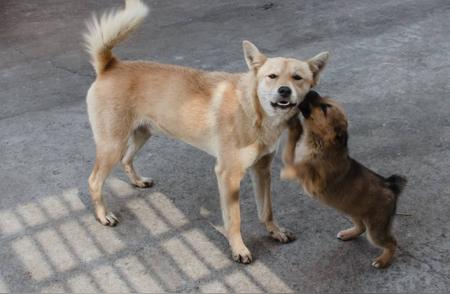中华田园犬被禁止饲养，会走向灭绝吗？