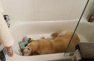 金毛犬体型庞大却胆小如鼠，烟花惊吓下躲进浴缸，小女孩勇敢安抚