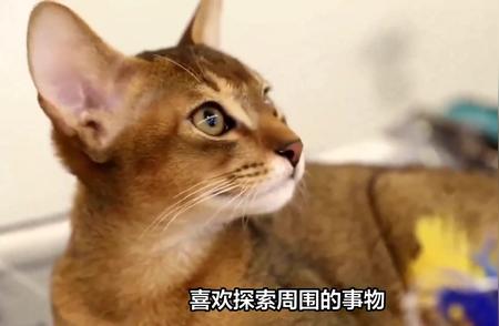 埃及猫性格全解析：新手养猫指南