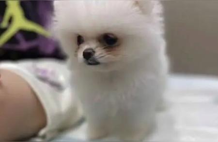 南京宠物展博美犬失窃案，主人宣布狗狗已寻回