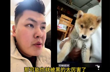 快来发现是否你的小柴犬在这里！#柴犬鉴定