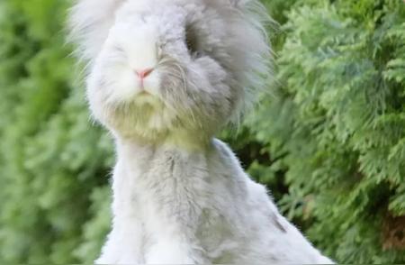 每日一瞥：安哥拉兔的可爱生活
