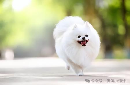 博美犬训练手册：如何轻松驾驭这个小家伙？