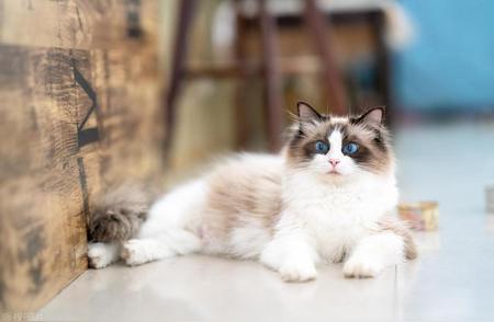 全球十大最迷人的猫咪品种，你钟爱哪一款？
