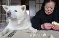 日本短片大赛冠军：秋田犬与婆婆的天堂之旅