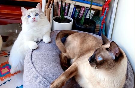 布偶猫与暹罗猫：哪个更适合你的家庭？真实对比告诉你！