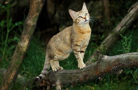 山猫般的魅力：探索那些野性十足的猫种