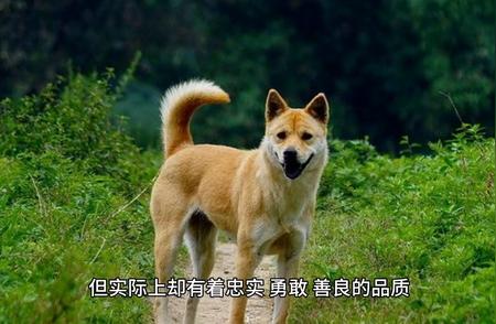 中华田园犬：你会被它的魅力所吸引吗？