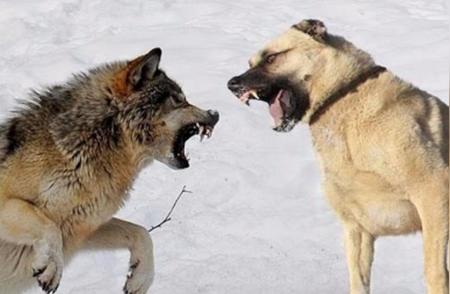 独享国宝待遇的猛犬：能否在无人帮助下击败狼？