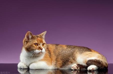新手养猫手册：推荐最适合的猫咪品种
