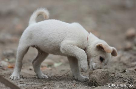 中华田园犬：狗界最懂人心的伙伴