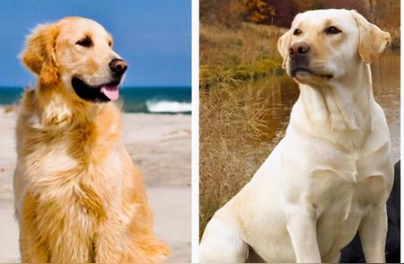 金毛犬与拉布拉多犬：揭秘它们之间的差异