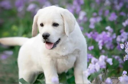 《拉布拉多犬：揭秘其友善、聪明和忠诚的特质》