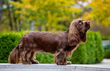 探索207种纯种犬：十三、苏赛克斯猎犬与威尔士史宾格犬详解