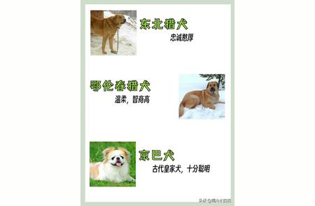 中华田园犬：重新解读“小土狗”的魅力