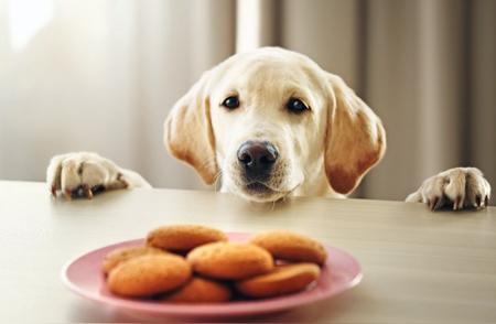 拉布拉多肥胖之谜：基因突变导致四分之一的狗狗成为吃货！
