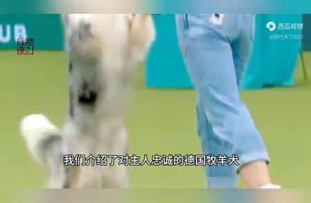 边境牧羊犬：智慧非凡的犬界翘楚