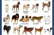 中华田园犬大揭秘：55个品种全收录，你钟爱哪一款？