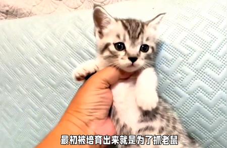 美国短毛虎斑猫：家中的野生风采与守护者