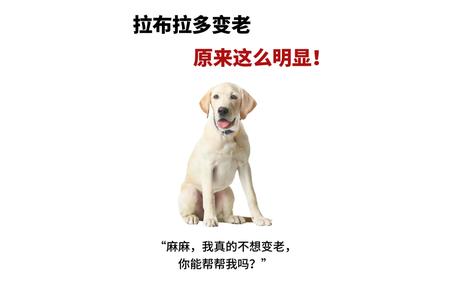 拉布拉多犬的衰老：一瞬之间的变化！