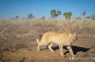 澳大利亚野猫激增引发生态危机：我们如何挽救濒临灭绝的物种？