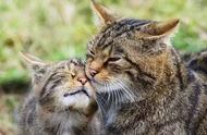 澳大利亚启动灭猫行动，200万野猫成目标，生态平衡受威胁