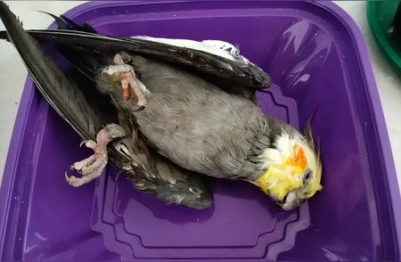 鹦鹉洗澡后意外死亡，原因何在？