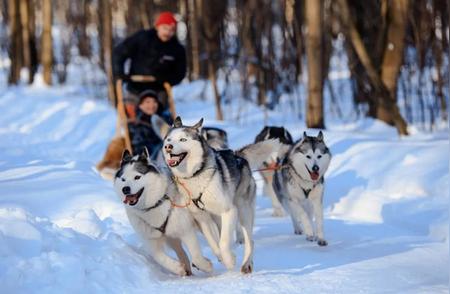 雪橇犬种类：超越哈士奇、萨摩耶和阿拉斯加的认识