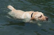 八种热爱水中畅游的犬类：水猎犬家族的游泳高手