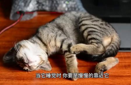 猫的品种多样性与性格特征