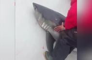 男子海上垂钓，意外捕获400斤巨型鲨鱼