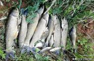 钓草鱼的最佳季节来临，分享几个低成本饵料配方