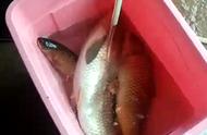 难以置信：金堂小水库一天内钓到30多斤鱼，使用的竟是火腿肠作为饵料