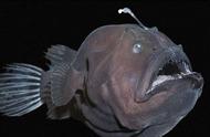 深海奥秘：揭秘鱼类如何在黑暗、高压、低温环境中生存？