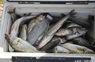 青岛胶州湾的秋季钓鱼盛宴：3斤重大鲈鱼上钩，高手满载而归！